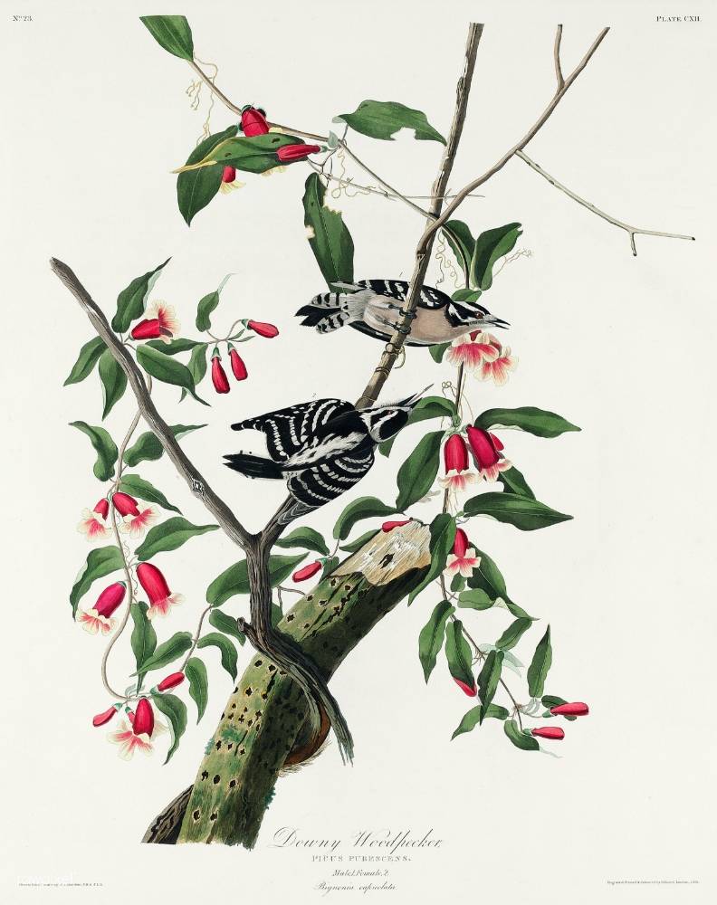 Downy Woodpecker Illustration from Birds of America (1827) by John James Audubon, digitally enhanced by rawpixel-com 112.jpg